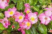 Modern hybrid rose, Rosa 'Douceur Normande', Breeder : Meilland (FRA) 1993, flowers