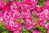Wichuraiana hybrid rose, Rosa 'Emera' Breeder : Noack (GER) 1989, flowers