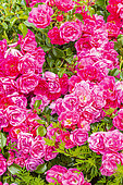 Wichuraiana hybrid rose, Rosa 'Emera' Breeder : Noack (GER) 1989, flowers