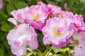 Rose floribunda, Rosa 'Rigo Fortuna', Breeder : Kordes (GER) 2002, flowers