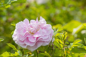 Rugosa hybrid rose, Rosa 'Martin Frobisher' Breeder : Svejda 1968, flower