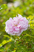 Rugosa hybrid rose, Rosa 'Martin Frobisher' Breeder : Svejda 1968, flower