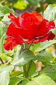 Hybrid Tea Rose, Rosa 'Grande Amore Eleganza' Breeder : Kordes (GER) 1978, flower