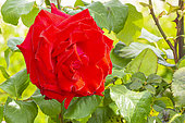 Hybrid Tea Rose, Rosa 'Grande Amore Eleganza' Breeder : Kordes (GER) 1978, flower