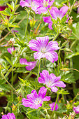 Oxford Geranium, Geranium oxonianum 'Summer Surprise', flowers