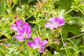 Oxford Geranium, Geranium oxonianum 'Summer Surprise', flowers