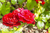 Polyantha rose, Rosa 'Coeurs de Vendée' Breeder : Delbard (FRA) 2010, flowers