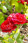 Polyantha rose, Rosa 'Coeurs de Vendée' Breeder : Delbard (FRA) 2010, flowers
