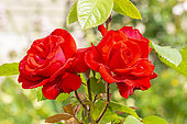 Hybrid Tea Rose, Rosa 'Grande Amore Eleganza' Breeder : Kordes (GER) 1978, flower