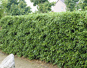 Bisset's Bamboo, Phyllostachys bissetii, hedge
