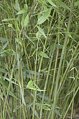 Bisset's Bamboo, Phyllostachys bissetii