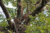 Common Buzzard (Buteo buteo), Young Buzzards ready to fly in their nesting area, Gers, France.