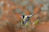 Goldfinch (Carduelis carduelis) flying and calling, Gers, France.