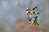 Goldfinch (Carduelis carduelis) in a position of intimidation, Gers, France.