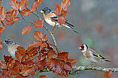 Goldfinch (Carduelis carduelis) and Brambling (Fringilla montifringilla) on a Beech branch, Gers, France.