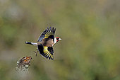 Goldfinch (Carduelis carduelis) flying, Gers, France.