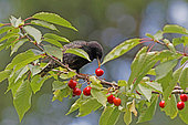 Common Starling (Sturnus vulgaris) eating cherries, Gers, France.