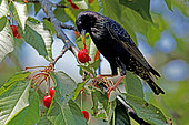 Common Starling (Sturnus vulgaris) eating cherries, Gers, France.
