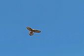 Kestrel (Falco tinnunculus) hovering, Haute-Garonne, France.