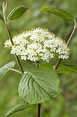 Wayfaring tree (Viburnum lantana) flowers