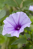 Transvaal Morning Glory (Ipomoea transvaalensis) flower