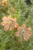 Ortiga, Caiophora chuquitensis, flowers