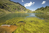 Narrowleaf bur-reed (Sparganium angustifolium), green lake, Pyrénées, Haute-Garonne, Bagnères-de-Luchon, France