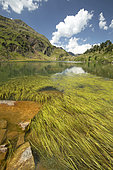 Narrowleaf bur-reed (Sparganium angustifolium), green lake, Pyrénées, Haute-Garonne, Bagnères-de-Luchon, France