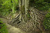 Roots around a beech trunk (Fagus sylvatica) on a slope