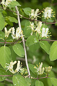 Fly Honeysuckle (Lonicera xylosteum), flowers