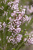 Mediterranean Heather (Erica multiflora), flowers