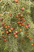 Prickly juniper (Juniperus oxycedrus), fruits