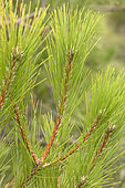 Year branch of the Salzmann Pine (Pinus nigra salzmannii), Saint-Guilhem-le-Désert, Hérault, France