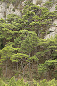 Salzmann pine (Pinus nigra salzmannii), Saint-Guilhem-le-Désert, Hérault, France