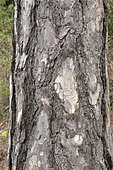 Salzmann pine bark (Pinus nigra salzmannii), Saint-Guilhem-le-Désert, Hérault, France
