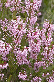 Mediterranean Heather (Erica multiflora), flowers