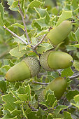 Kermes oak acorns (Quercus coccifera)