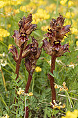 Slender broomrape (Orobanche gracilis) flowers