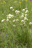 Mountain clover (Trifolium montanum), flowers