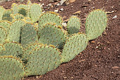 Oponce d'Engelmann (Opuntia engelmannii)