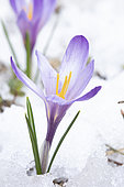 Spring crocus (Crocus vernus) flower in snow