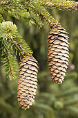 Norway spruce (Picea abies) cones