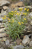 Pyrenean groundsel (Senecio pyrenaicus), flowers