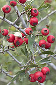 Azarole (Crataegus azarolus), fruits