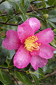Sasanqua camellia, Camellia sasanqua 'Kanjiro', flower