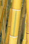 Moso Bamboo, Phyllostachys edulis 'Bicolor' (Syn.: Phyllostachys pubescens 'Bicolor'), stem