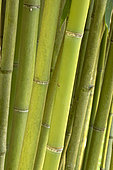 Bamboo (Phyllostachys angusta), stem