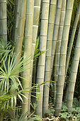 Moso Bamboo (Phyllostachys edulis) (Syn.: Phyllostachys pubescens), stem