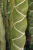 Kikko bamboo, Phyllostachys edulis, Heterocycla', stem