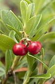 Bearberry (Arctostaphylos uva-ursi), fruits